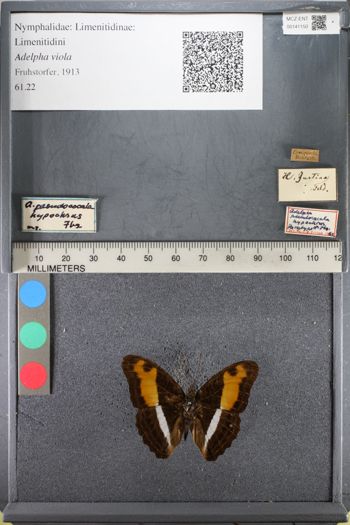 Media type: image;   Entomology 141150